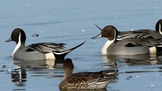 Northern Pintail courtship