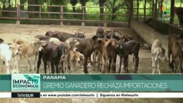 Ganaderos panameños exigen al gob. limitar las importaciones