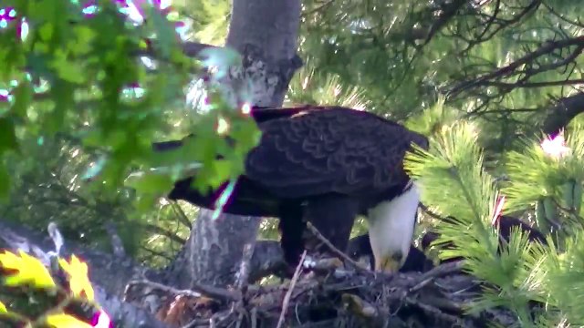 Eaglets (Bald Eagle) OUTDOORS MINNESOTA TWIN CITIES BIKE BIKING AREA