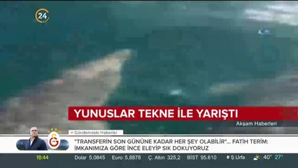 Yunuslar tekne ile yarıştı