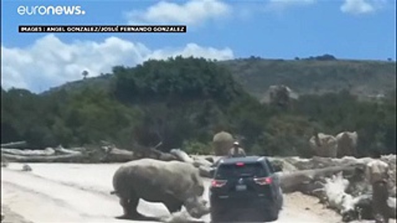 Attaque de rhinocéros lors d'un safari au Mexique