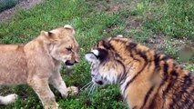 Bebé león y bebé tigre juegan juntos como niños