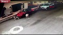 Sakarya’da sokak köpekleri 150 bin TL’lik arabayı yedi