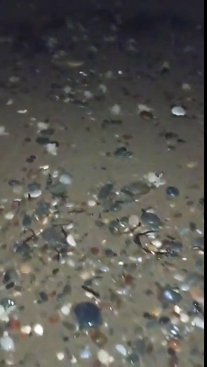 Il guide des bébés tortues par centaines vers l'océan