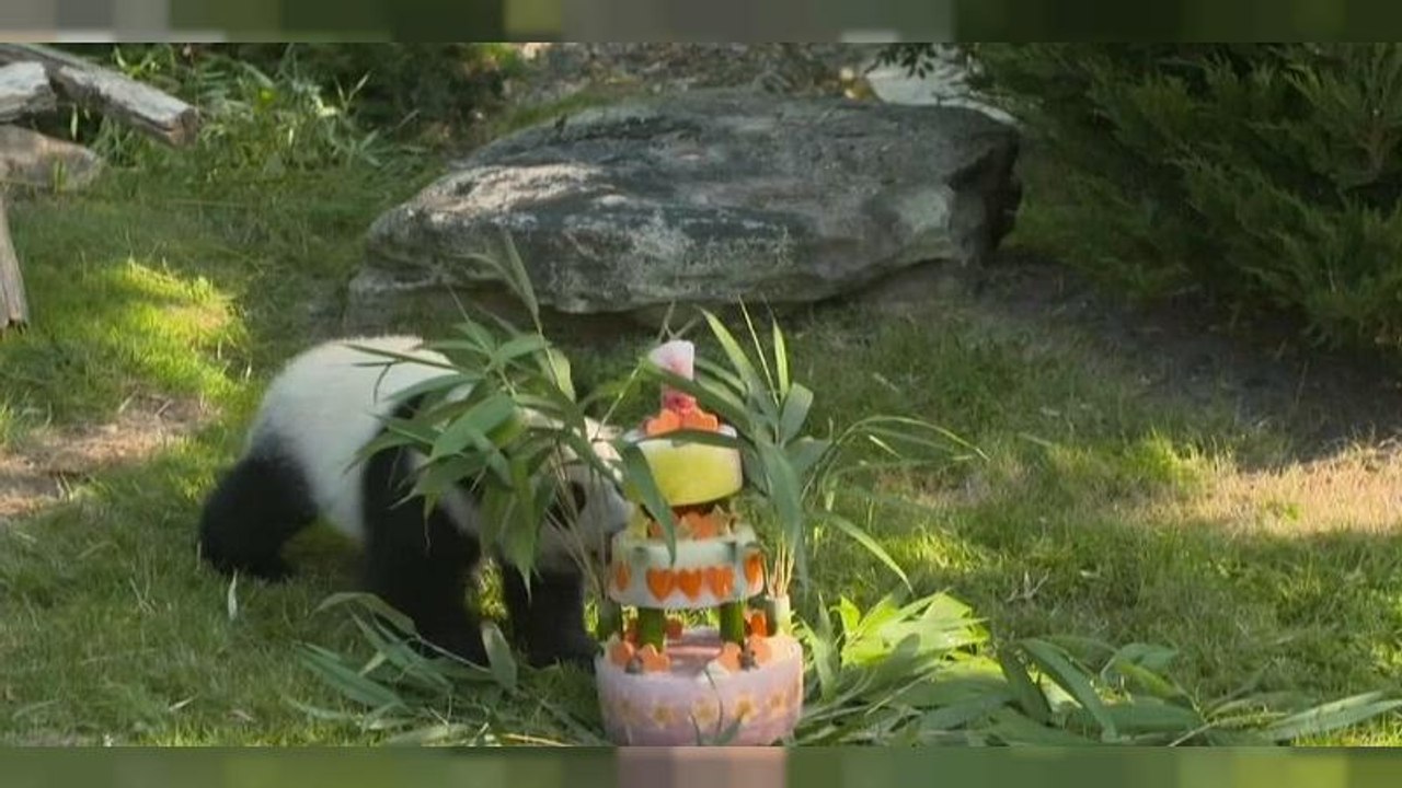 Bambus-torte zum panda-geburtstag