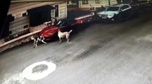 Köpeker Lüks Otomobili Böyle Parçaladı