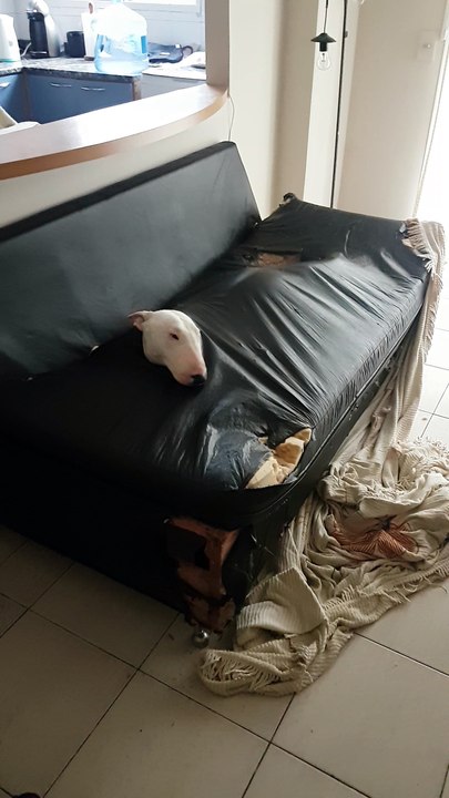Naughty Dog Found Inside Couch