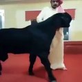 Dubai shaikh buy(Goat) Bakra for EID biggest(Goat) b