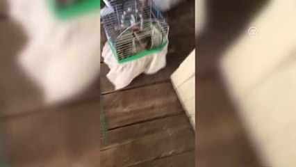 Kafese Giren Yılan Muhabbet Kuşunu Yedi