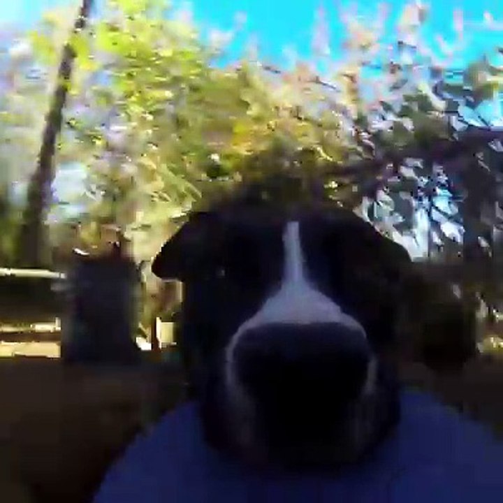 Dog grabs a GoPro and films the greatest chase scene of all time [Via JukinVideo]