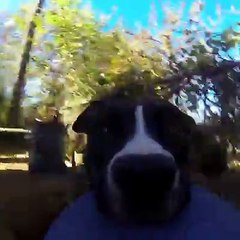 Dog grabs a GoPro and films the greatest chase scene of all time [Via JukinVideo]