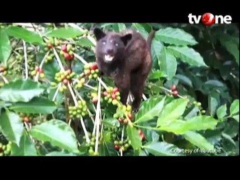 Mengintip Proses Pembuatan Kopi Luwak