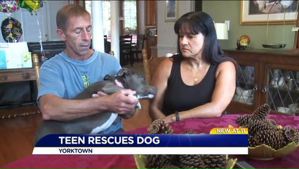 Virginia Teen Risks Life to Rescue Dog Hit by Truck