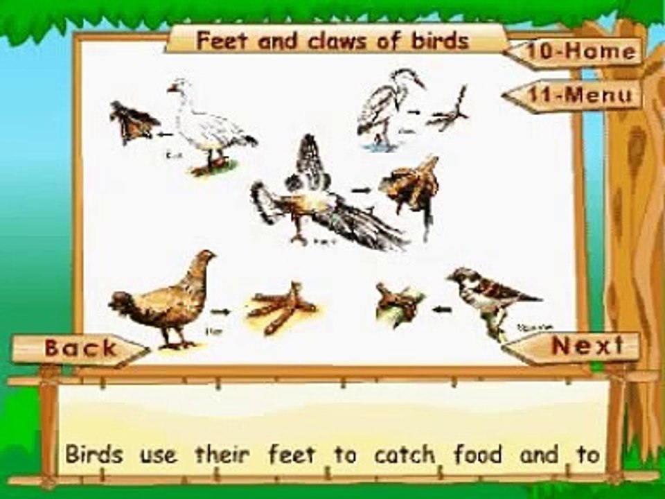 Learn Science Class 3 Animal Life Feet And Claws Of Birds Animation