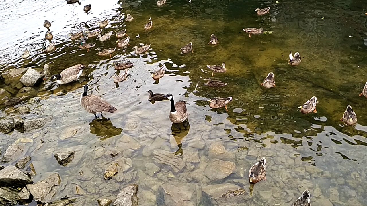 DUCK RUSH