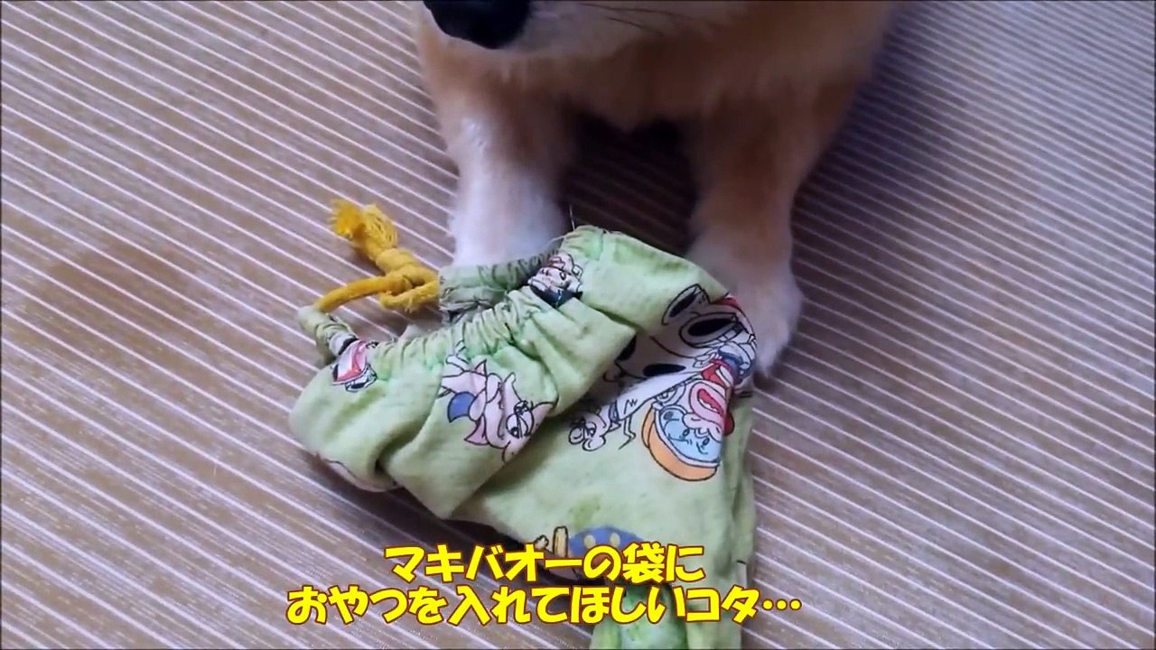 すぐキレるポメラニアン76　コタのおやつくれ作戦…撃破!