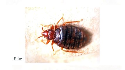 A1 Bed Bug Exterminator Indianapolis
