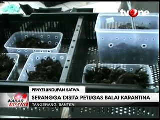 WNA Selundupkan Ratusan Serangga di Bandara Soetta