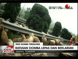 Truk Terguling, Ratusan Domba Berlarian