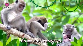 Mono loco Salomón - Canciones Infantiles - Toobys