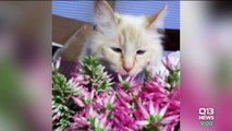 Serial Cat Killer Murders Sixth Pet in Washington State, Investigators Say