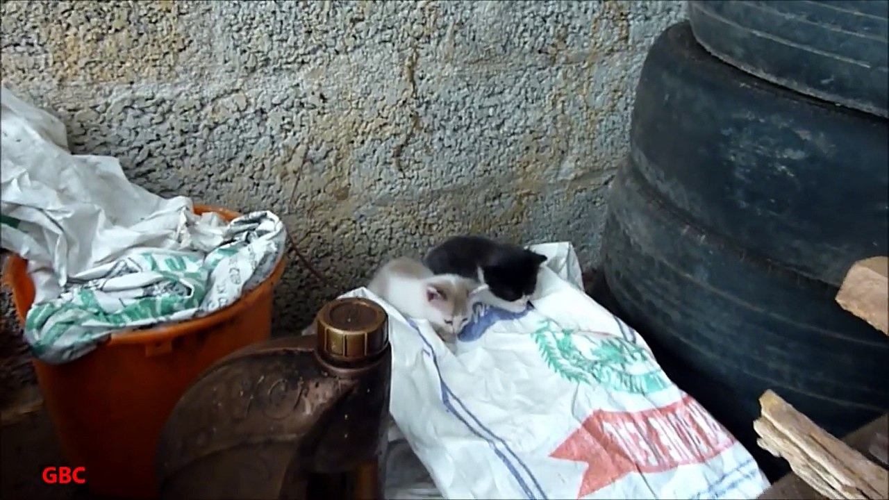 Cute angry kittens wakes up from sleep and hisses and again goes back to sleep