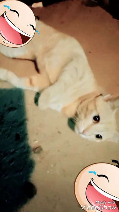 Cat is doing exercise