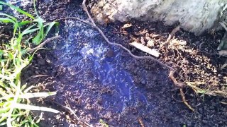 How to Catch Worms for fishing with dish soap in your backyard! How to Fish channel