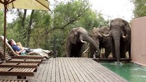 Tourists freeze by pool as wild elephants drop in for a drink