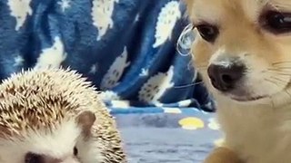 Dog meets hedgehog Start a friendship