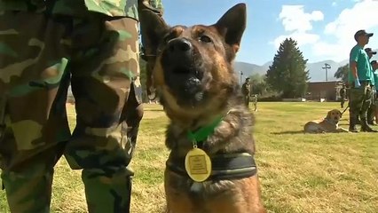 شاهد: تكريم كلاب تقفي آثار المخدرات في بوليفيا