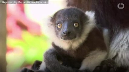 New Study Suggests Nearly Every Lemur Species Endangered
