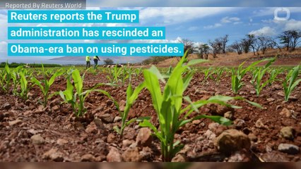 GMO Crop Ban Lifted By Trump Admin