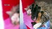When This Cat Gave Birth To Seven Kittens, The Family Dog’s Animal Instincts Took Over