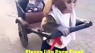 monkey drive bike