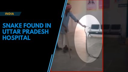 Watch: Snake found in hospital in Uttar Pradesh's Bahraich