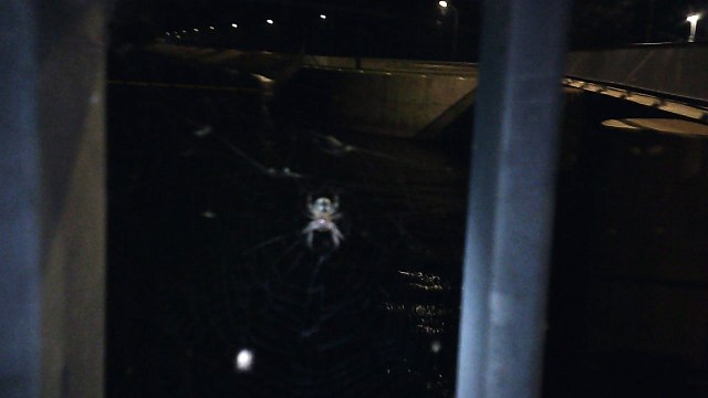 SUNP0088. THE FEAR OF SPIDERS IS CALLED ARACHNOPHOBIA.