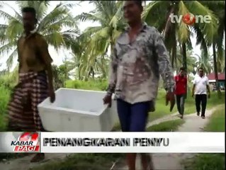 Penyu, Hewan Langka Ini Ditangkarkan Secara Sederhana