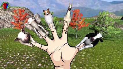 Animals finger family Rhymes || Pig Elephant Cow Horse 3D RHymes Compilation For Kids & To