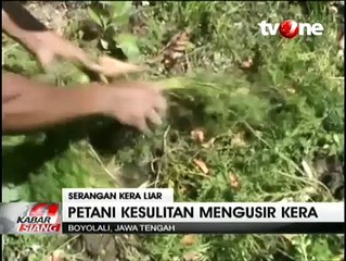 Ratusan Kera Liar Merapi Turun Gunung Rusak Lahan Pertanian