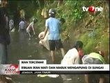 Ribuan Ikan Mabuk di Sungai Jadi Rebutan Warga di Jember