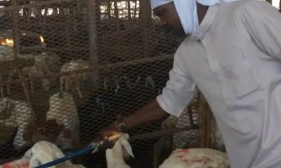 Jamaah Haji Mulai Bayar Dam