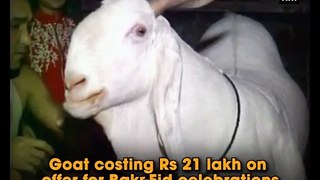 Lahore Bakra in India cost 21 lac for Qurbani Eid ul Azha