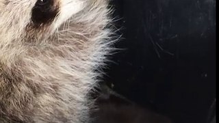Amazing Footage of Nursing Baby Raccoons!