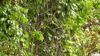 Panama part 1/10 Pristine 1h footage in 4K of Soberanias stunning wildlife
