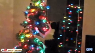 Funny Cats vs Christmas Trees Funny Cats Christmas Compilation part 2