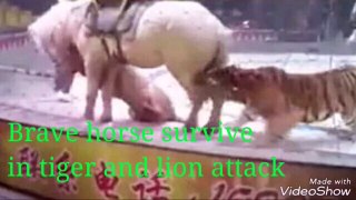 Brave horse survive in tiger and lion attack in circus