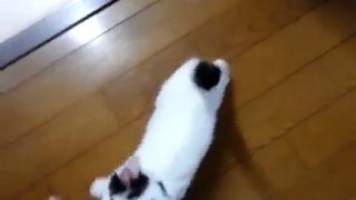 Hungry cat meows for food