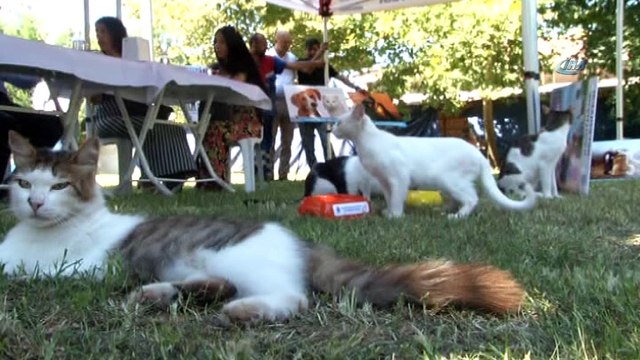 Kağıthane’de aşırı sıcaktan etkilenen hayvanlar için ambulans hizmeti