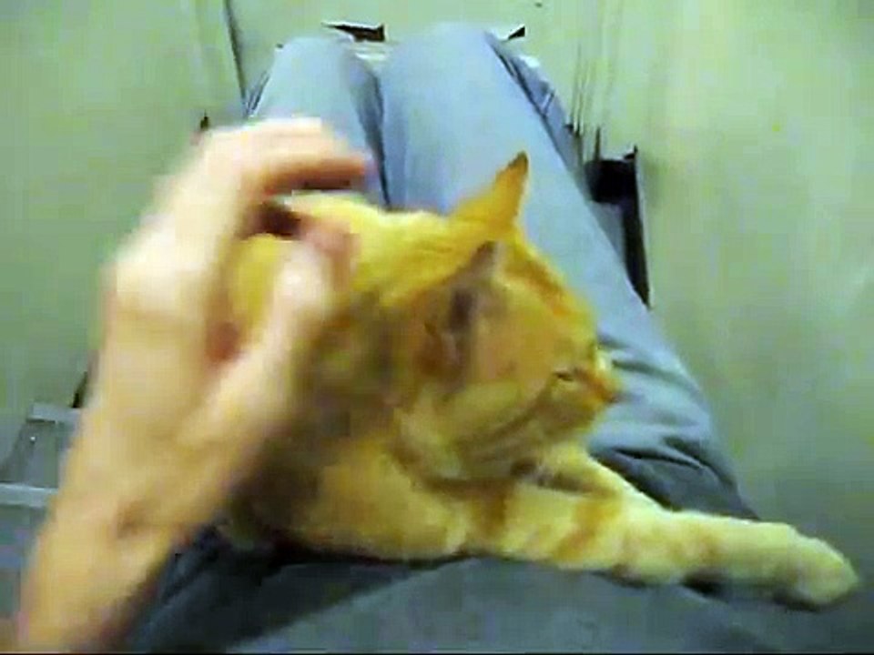 Never Let a Stray Cat Sit On Your Lap